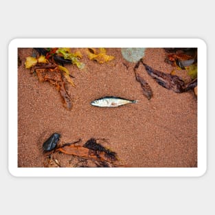 Dead Fish Sticker
